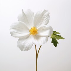 White Studio Showcasing Damiana Flower A Serchable and