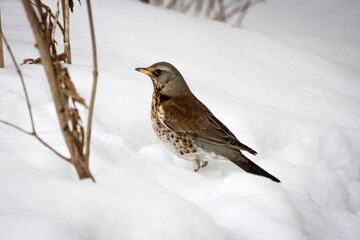 The fieldfare (Turdus pilaris) is on snow. Scene from wild nature. 