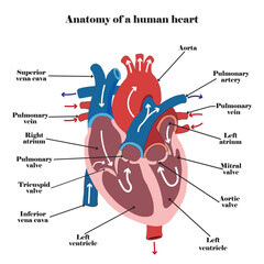 Anatomy of a human heart diagram. Vector illustration.