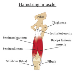 Hamstring muscle diagram. Educational content for biology and medicine students. Vector illustration. - obrazy, fototapety, plakaty
