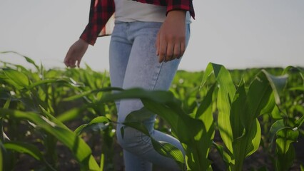 a girl farmer working walk in irrigation a corn field. agriculture business farm concept. female farmer walk green sprouts of corn on the lifestyle