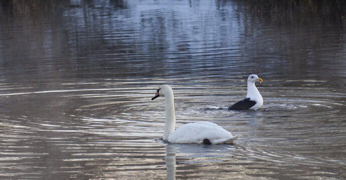 Schwarn und M&ouml;we im Wasser