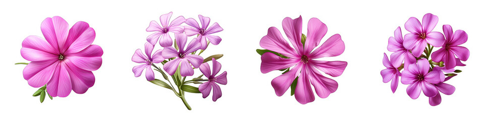 Fototapeta na wymiar Phlox clipart collection, vector, icons isolated on transparent background