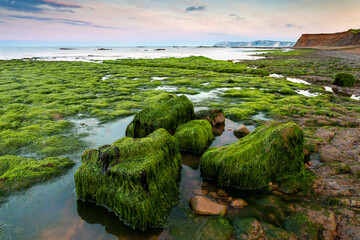 Seaweed covered rocks at Compton Bay on the Isle of Wight, with Tennyson Down in the distance.