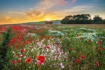 Sunset at a field of beautiful red poppies and daisies growing in a field near the village of...