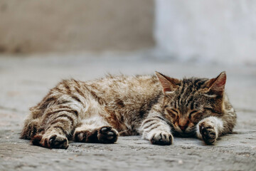 Street cat sleeps on the street of the city of Ventimiglia in Italy