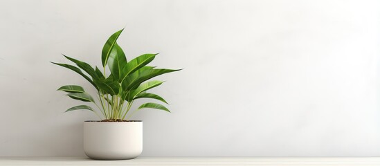 illustration of a potted plant against a white plaster wall with space for design - obrazy, fototapety, plakaty