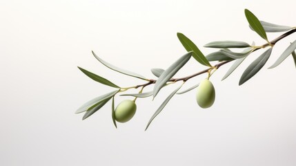 olive branch, a symbol of peace - obrazy, fototapety, plakaty