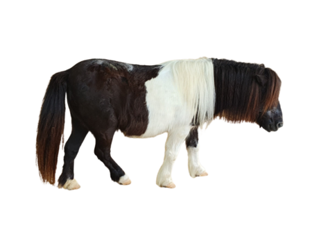 An di cut two tone- dark brown and white coat with a long mane and tail horse.