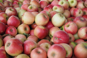 The red apples in the market have just been harvested.