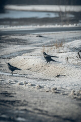 rooks in the snow in spring