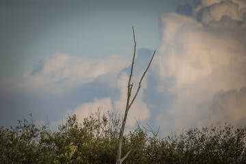 green summer nature outside the city