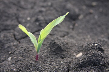 corn, people, grass, farmer, agriculture