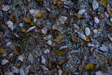 background of leaves on the ground