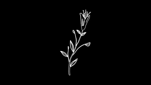 leaf and flower drawing animation line drawing animation with leaf and flower black screen  
