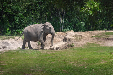 Fototapeta premium Female Asian Elephant (Elephas maximus)