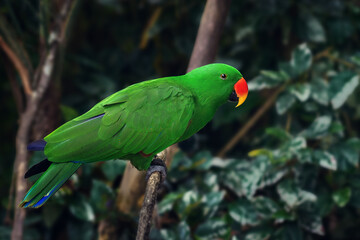 Male Eclectus Parrot (Eclectus roratus)