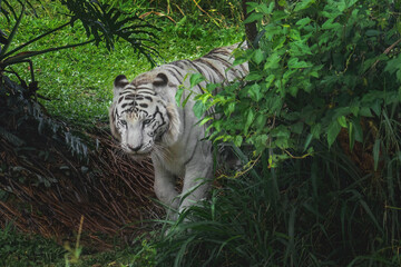 White Tiger (Panthera tigris) - Leucistic Tiger