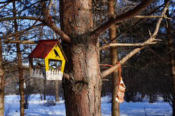 A great tit in a tree feeder. Wild forest yellow and black bird in a bird house on a pine tree in winter.