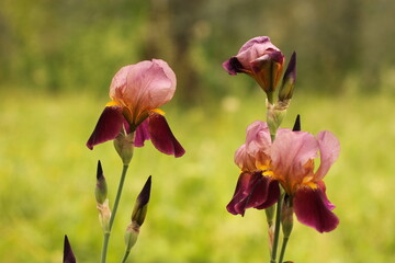 fiori di Iris in un giardino in primavera