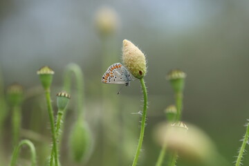 una farfalla comune blu su un bocciolo di papavero in primavera al tramonto