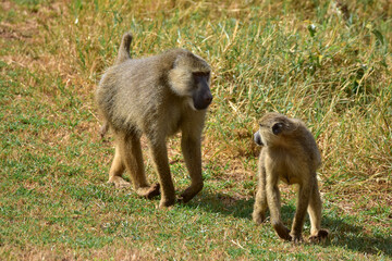 Baboon monkeys in the savannah in Kenya National Park.