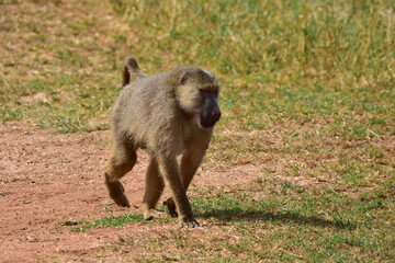 Monkey baboon in savanna in Kenya National Park.