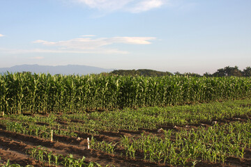 Fototapeta na wymiar corn, people, grass, farmer, agriculture