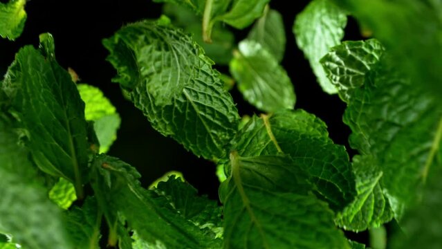 Super slow motion of falling and rotating fresh mint leaves. Ultimate perspective and motion. Filmed on high speed cinema camera, 1000 fps.