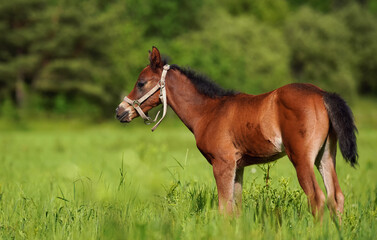 Brown Arabian horse foal walking over green grass field, side view
