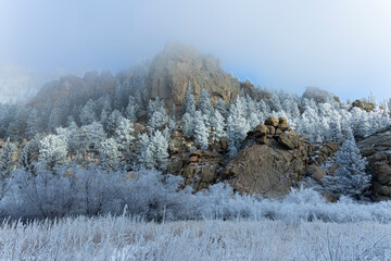 Frosty Pines