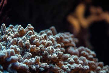 Underwater photo, close up of coral, Pocillopora species, emitting fluorescent light. Abstract...