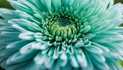 Blue-green chrysanthemum flower close-up. Macro shot.