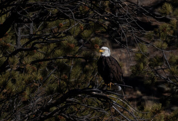 Bald Eagles