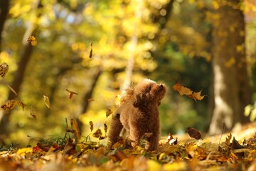 Cute Maltipoo dog and falling leaves in autumn park