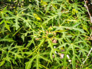 fruit of the plant Cnidoscolus aconitifolius or chaya tree attractive green