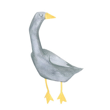 Watercolor illustration of cute gray goose, cartoon bird drawing. element for design