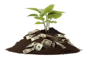 Fotobehang a plant growing in pile of money On Transparent Background © id_collection