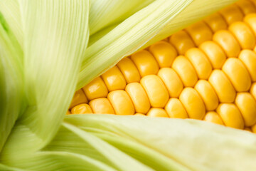 macro background of corn cob with leaves