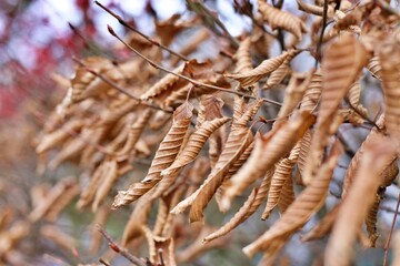 Herbststimmung