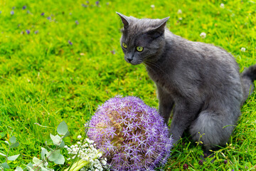 Naklejka na ściany i meble Die süße graue Katze die mit der Gartenblume spielt