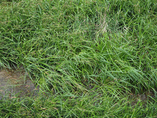 wetland grass background
