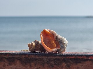shell on the beach