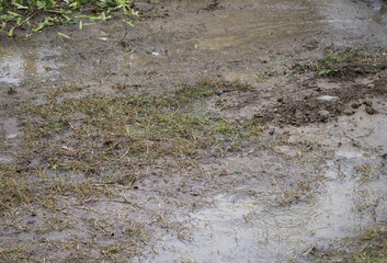 muddy grass and rain puddle