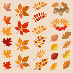 Autumn leaves collection. Fall leaf set in colorful style. Stock vector clipart designs