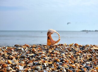 Shells on the beach