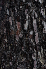 Textura de corteza de un árbol.