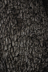 Textura de corteza de un árbol.