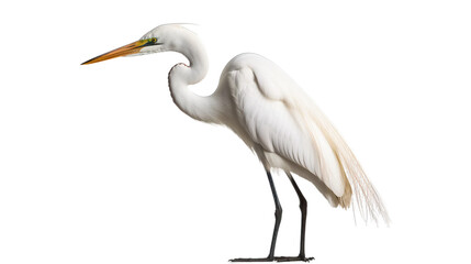 Obraz premium great blue heron transparent background PNG isolated