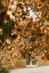 Golden dry oak leaves on a tree